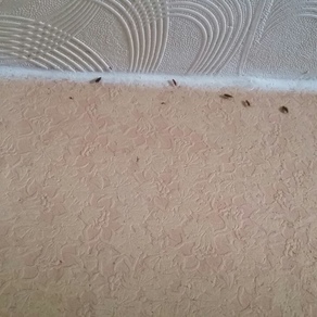 Уничтожение тараканов в квартире цена Находка