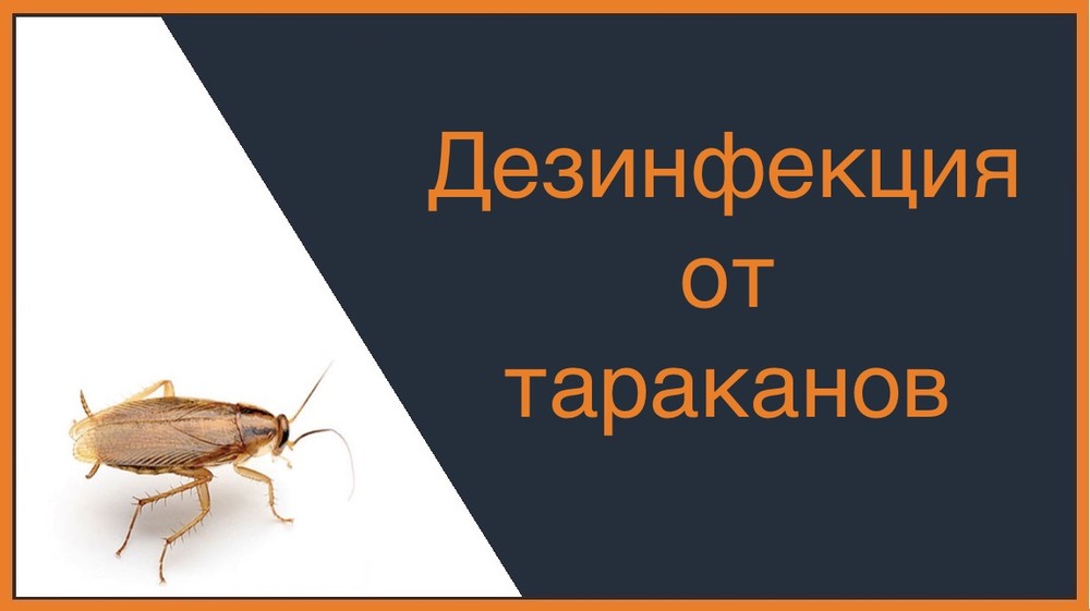 Дезинфекция от тараканов в Находке