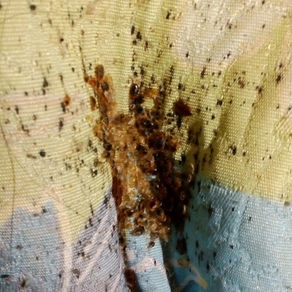 Уничтожение насекомых в Находке (гостинка)