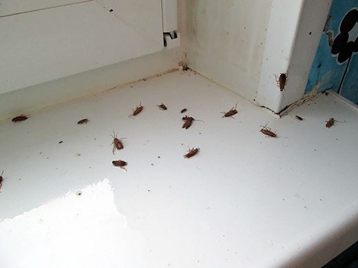 Дезинфекция от тараканов в Находке – цены